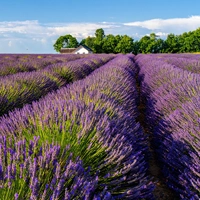 La lavande or bleu de Provence