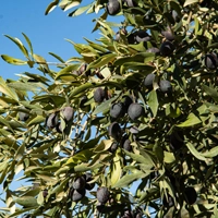 olive de Nyons perle noire