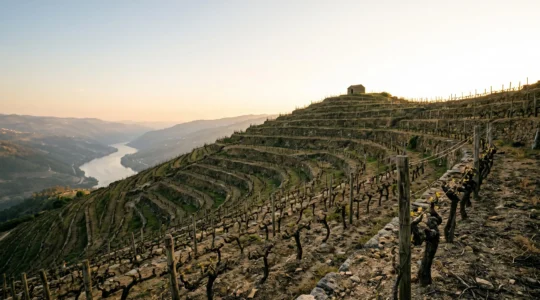 Coteaux escarpes du vignoble d'Hermitage domines par des terrasses de granit sous une lumiere doree de fin de journee